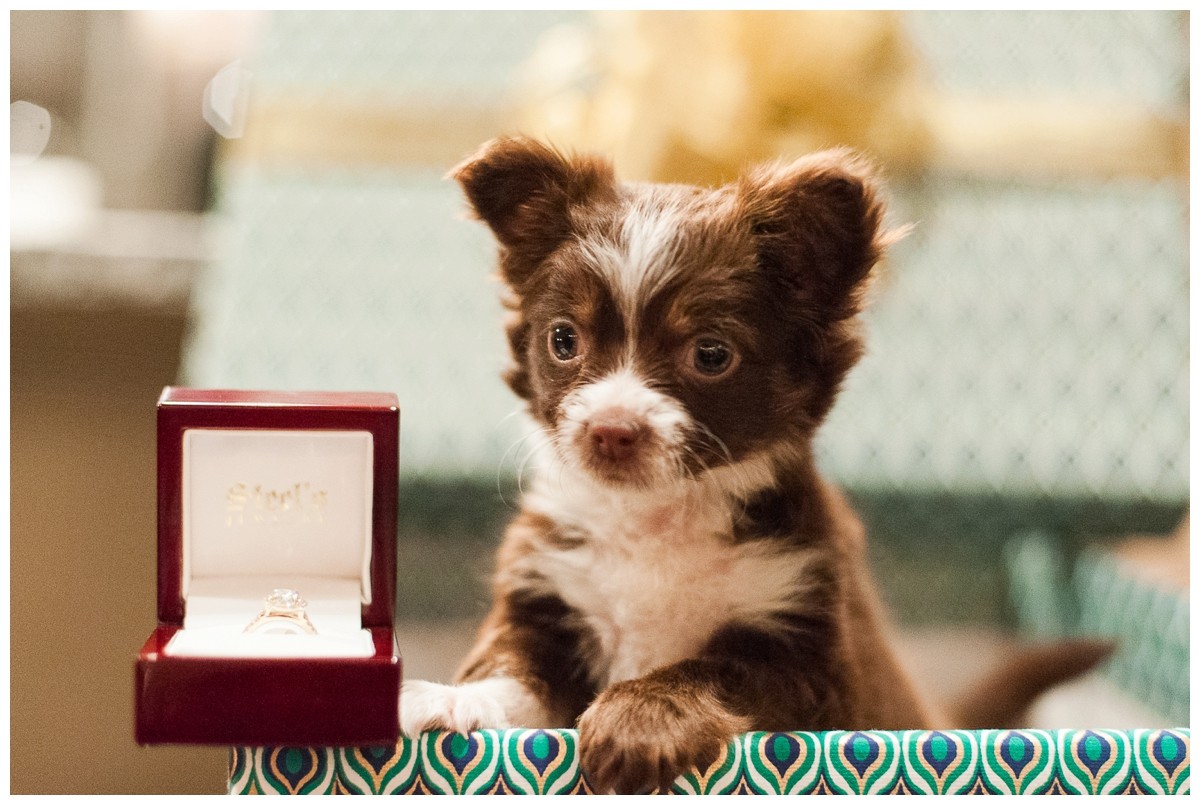 Nashville proposal the puppy and the ring