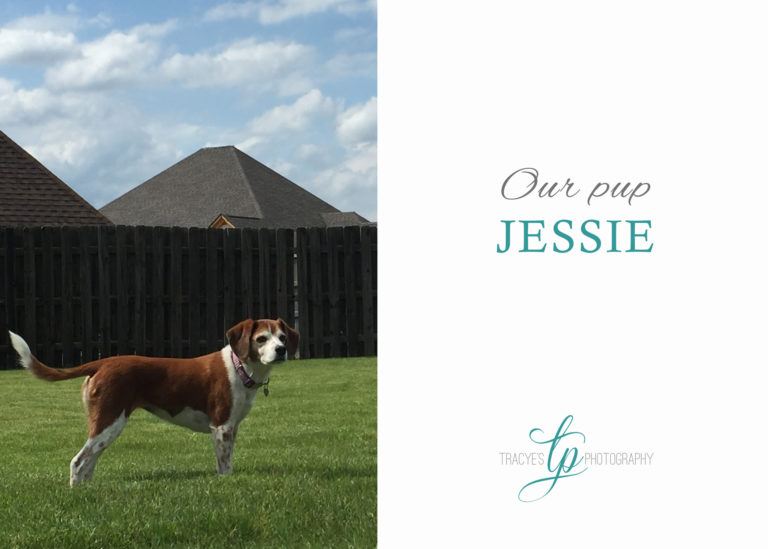 Jessie | Our tricky beagle